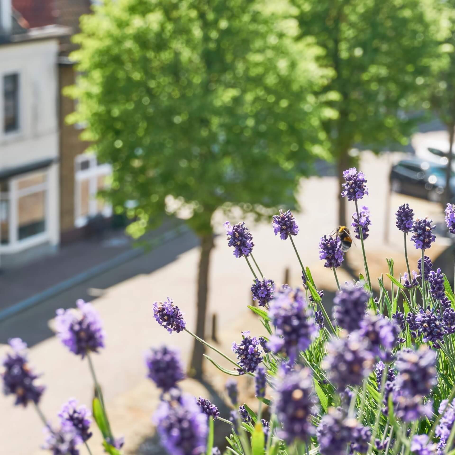 Lavendel als Balkonbepflanzung