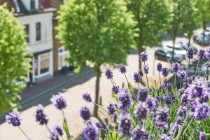 30+ Lavendel Kübel Überwintern, So bringen sie ihren lavendel gut
