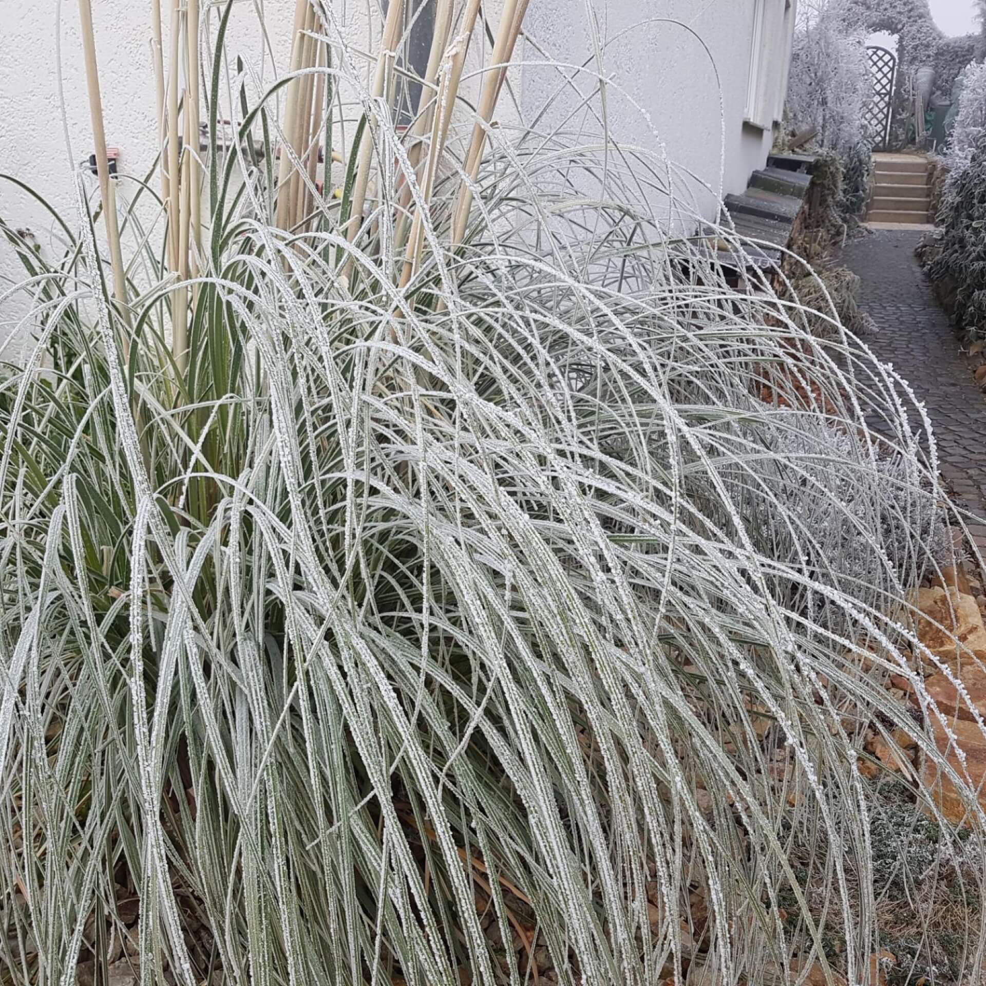 Pampasgras richtig überwintern