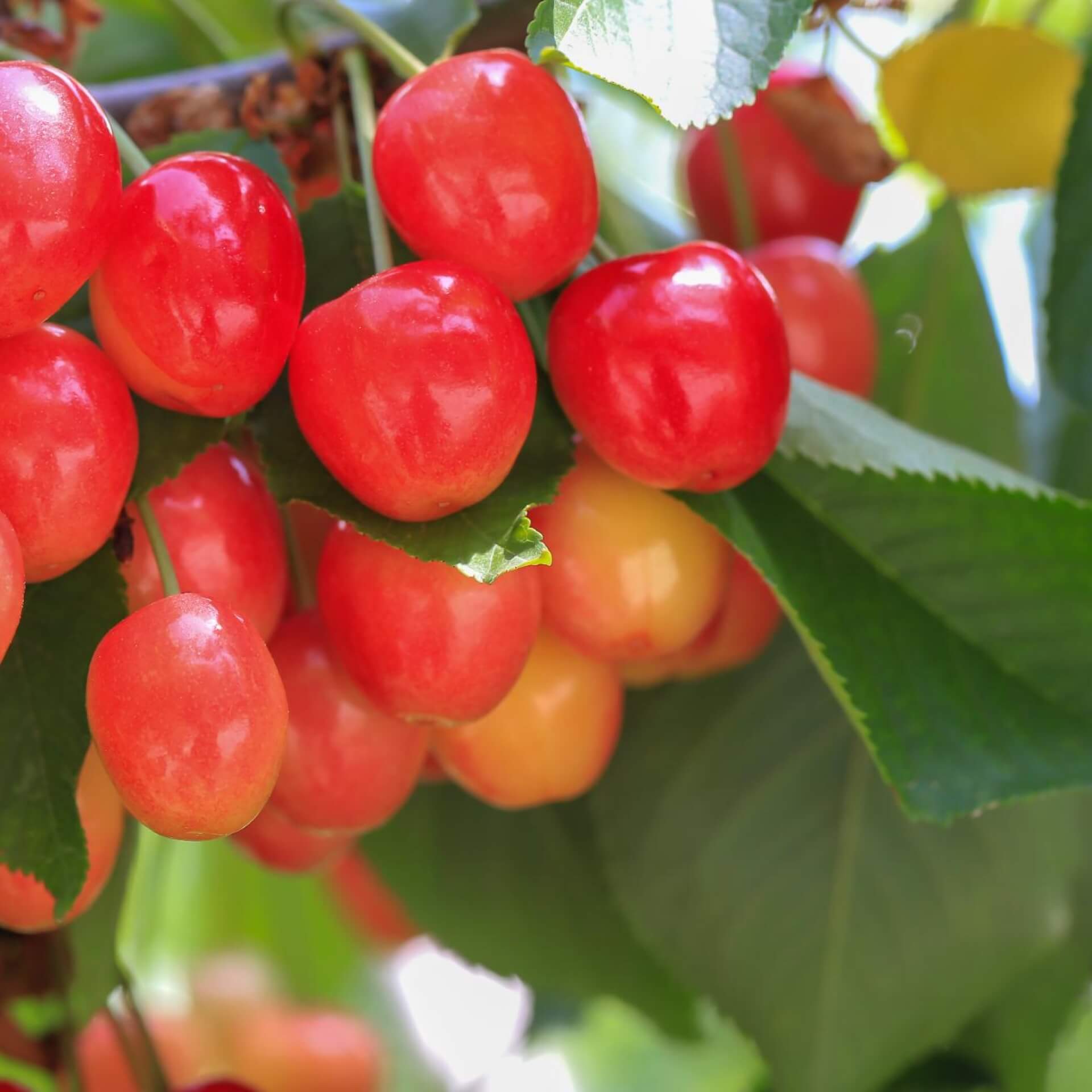 Alles über die Frucht der Zierkirsche