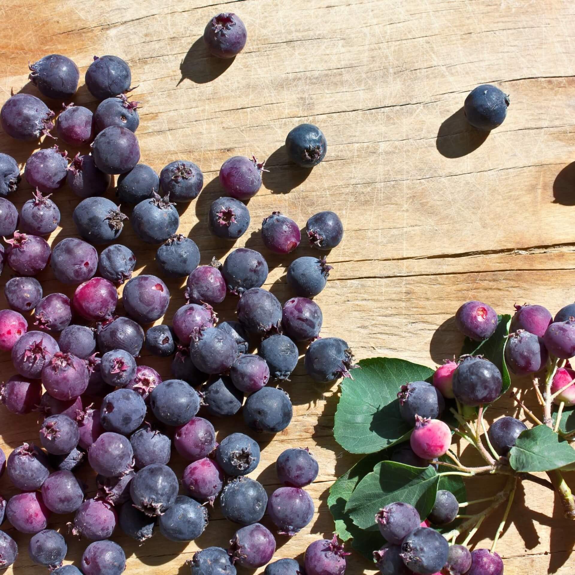 Felsenbirne: Ist die Frucht essbar?