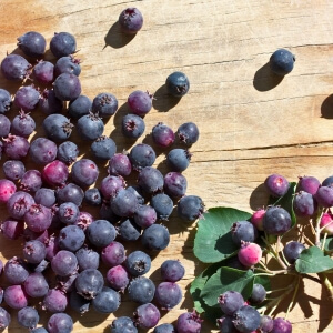 Felsenbirne: Ist die Frucht essbar?