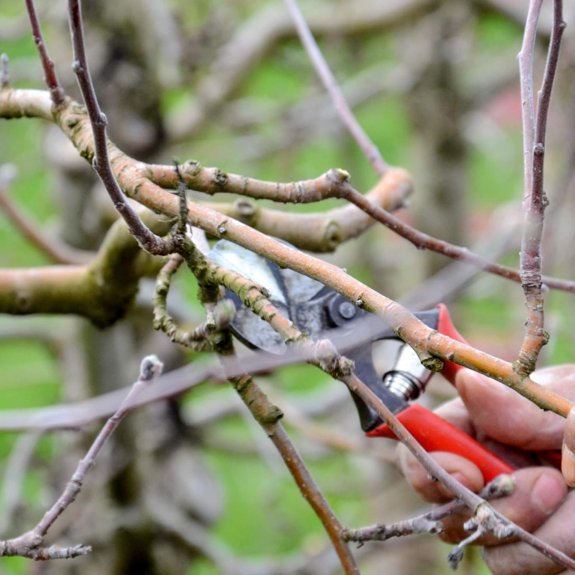 Apfelbaum schneiden: Zeitpunkt und Schnittmaßnahmen