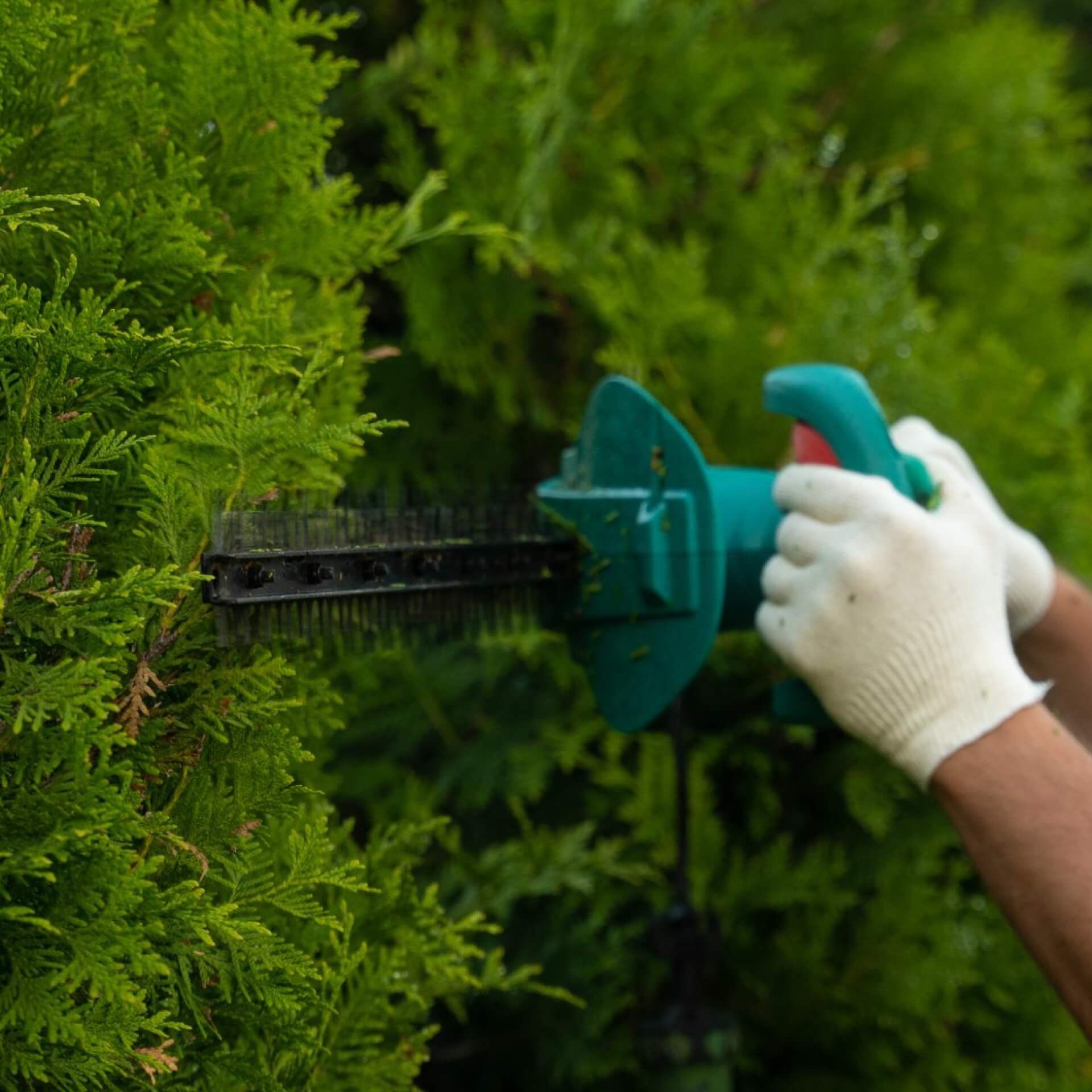 Thuja richtig schneiden