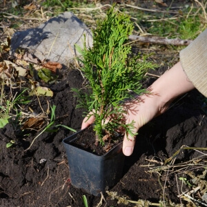Thuja pflanzen leicht gemacht