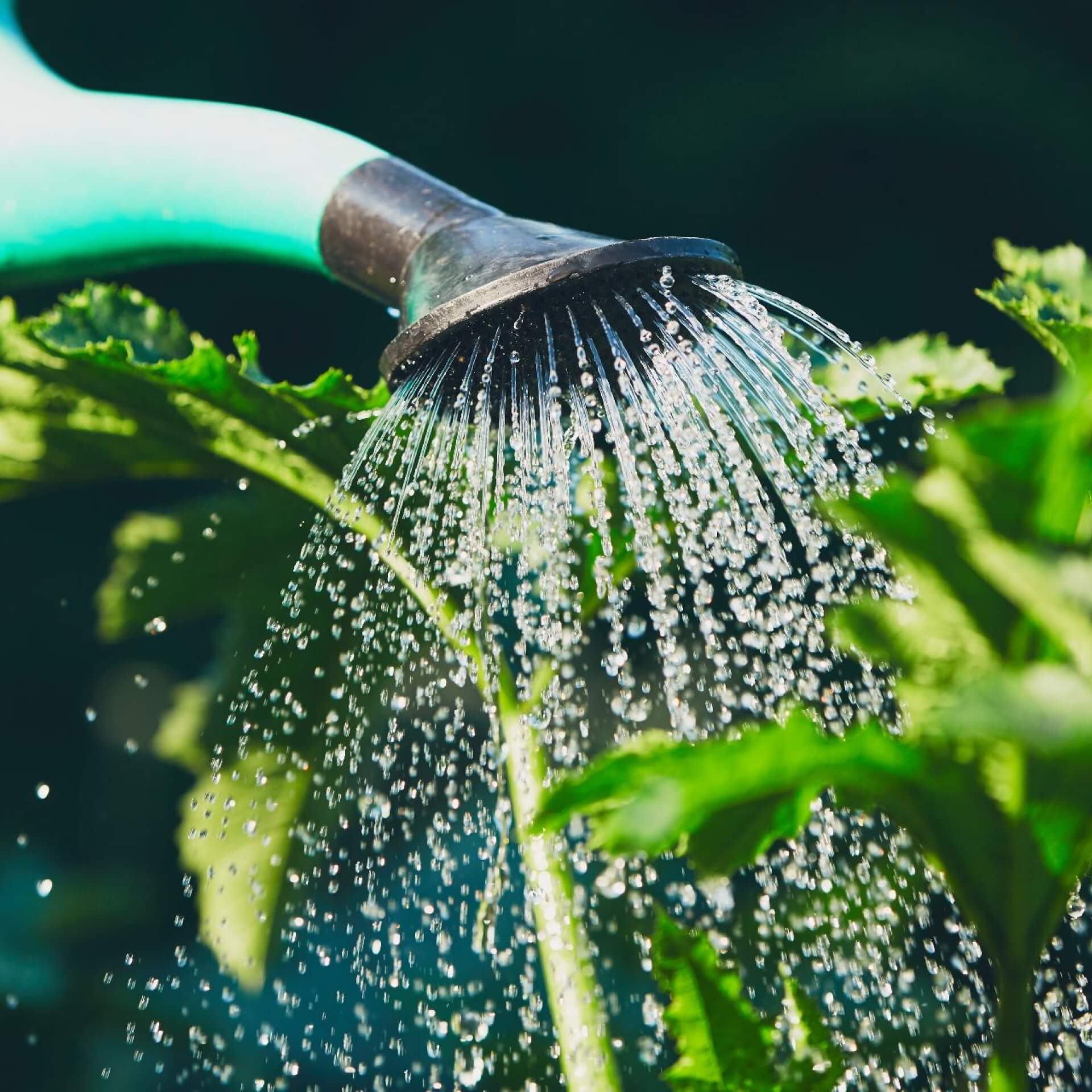 Umgang mit der Trockenheit - so lässt sich im Garten Wasser sparen