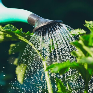 Umgang mit der Trockenheit - so lässt sich im Garten Wasser sparen