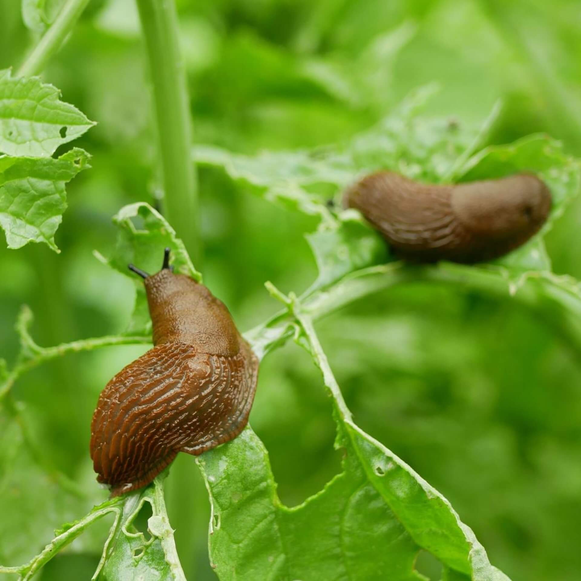 Schnecken im Garten ohne Chemie bekämpfen