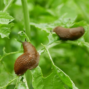 Schnecken im Garten ohne Chemie bekämpfen