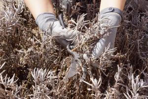 Lavendel winterhart? Überwintern im Garten & Kübel