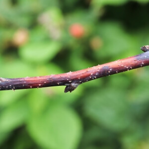 Schädlinge und Krankheiten bei der Himbeere