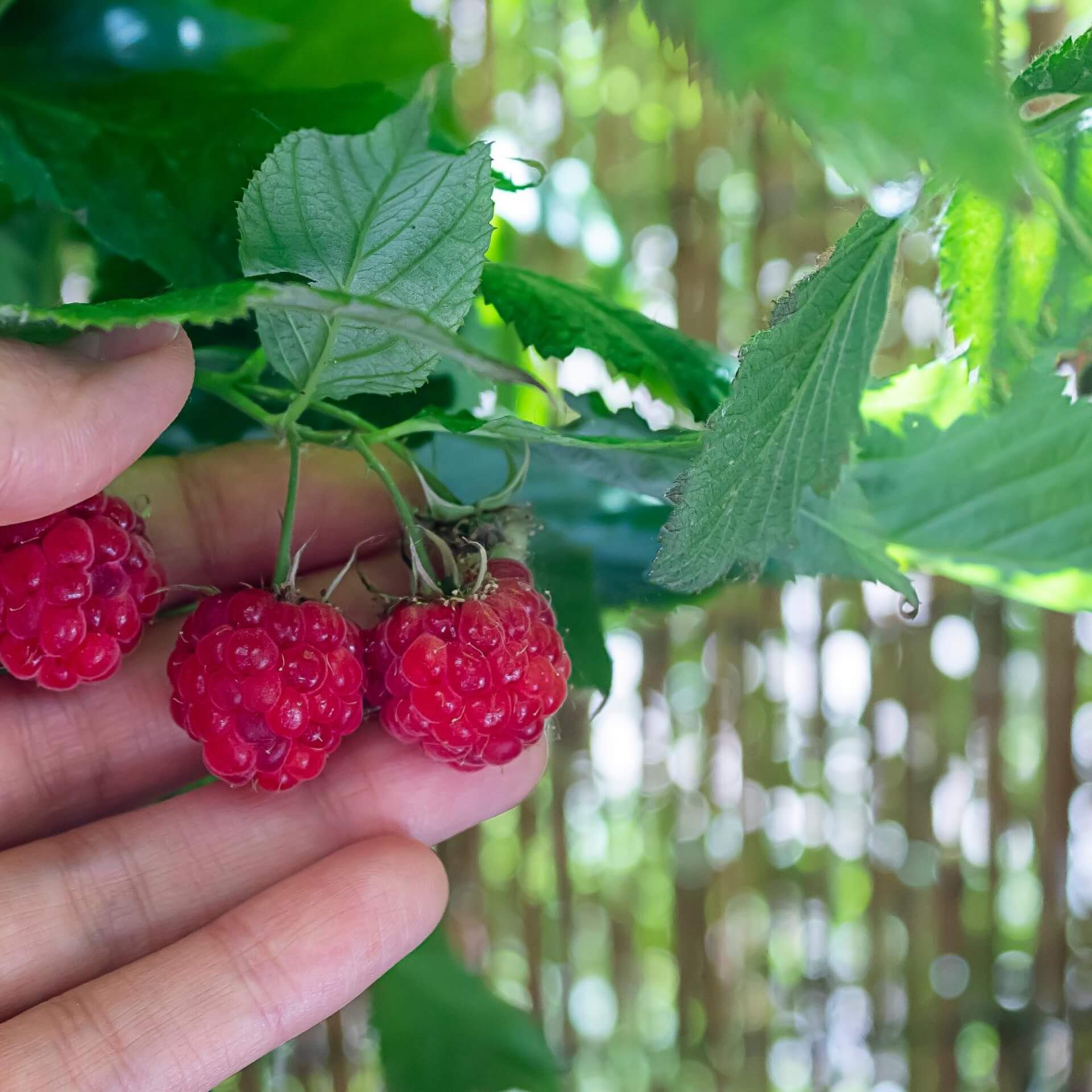 Himbeeren auf dem Balkon