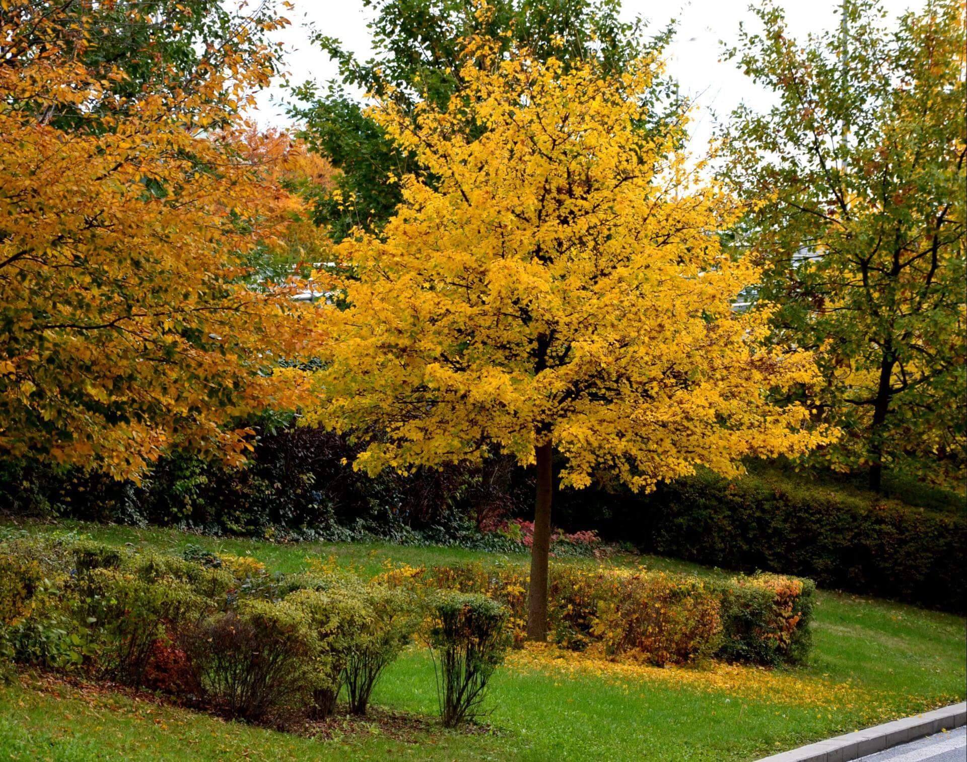 Bäume für den kleinen Garten