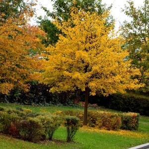 Bäume für den kleinen Garten