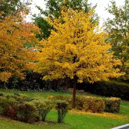Bäume für den kleinen Garten