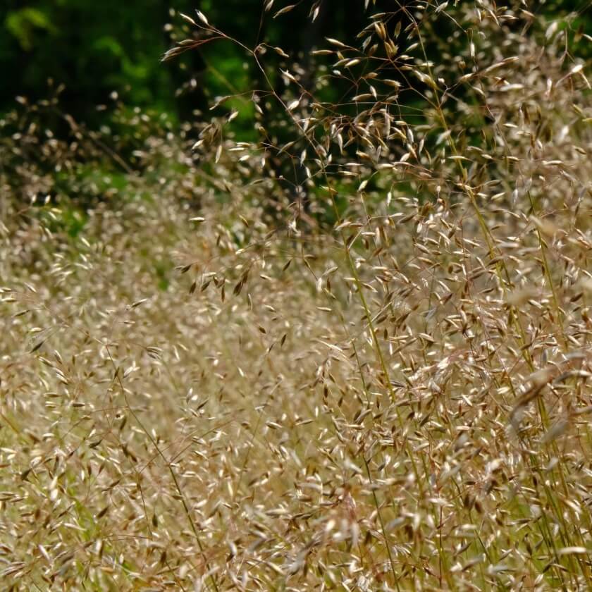 Gräser mit luftigen Blütenständen