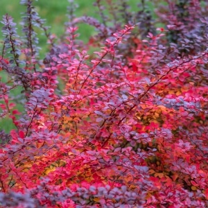 Pflanzen mit schöner Herbstfärbung