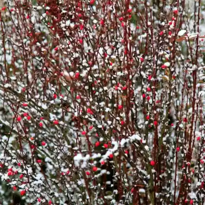 Im Winter ein Hingucker-Pflanzen, die auch in der kalten Jahreszeit glänzen!