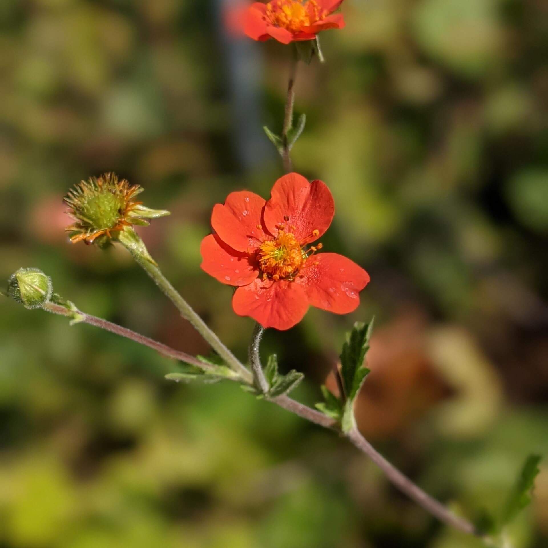 Stauden mit orangen Blüten