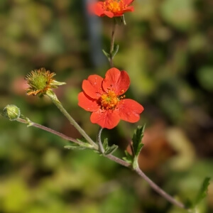 Stauden mit orangen Blüten
