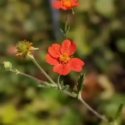 Stauden mit orangen Blüten