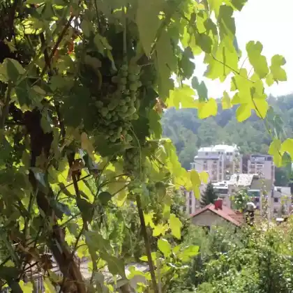 Kübel- und Balkonpflanzen als Sichtschutz