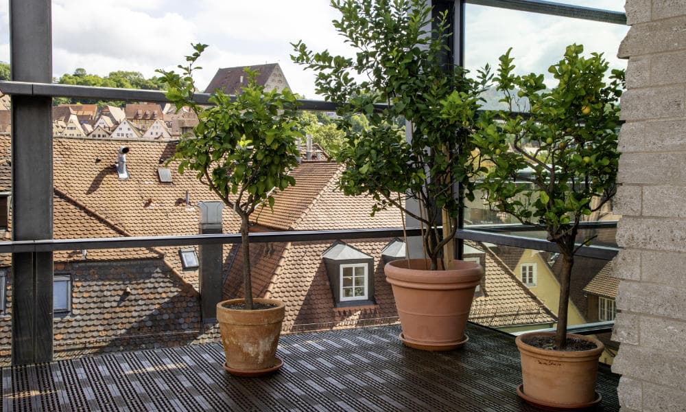 Kleine Bäume auf dem Balkon Kleine Bäume auf dem Balkon