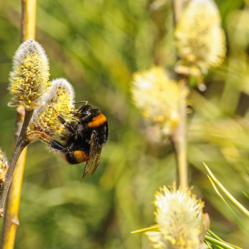 Bienenfreundliche Sträucher