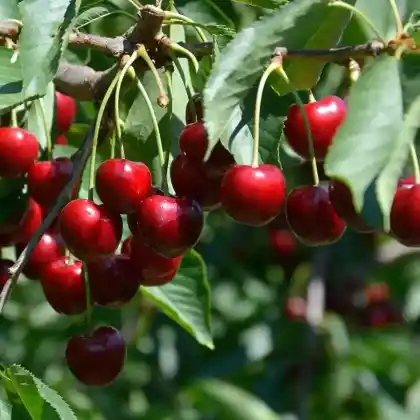 Kirschbäume