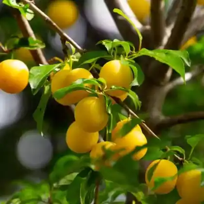 Mirabellenbäume