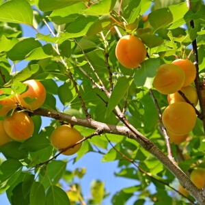 Aprikosenbäume