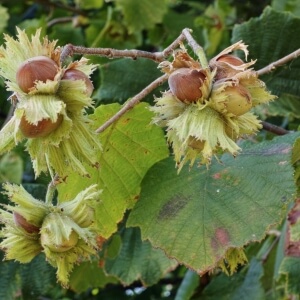 Nussbäume