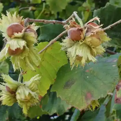 Nussbäume