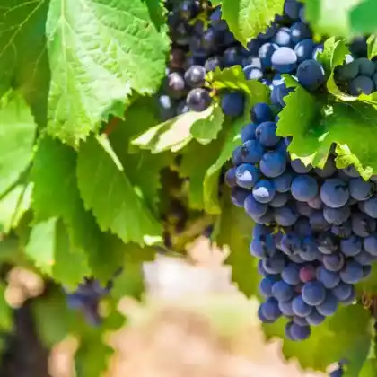 Weinreben und Sorten