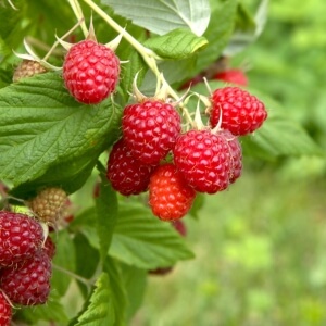 Himbeeren