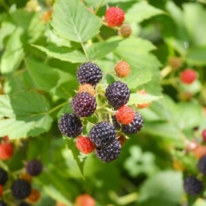 Brombeeren