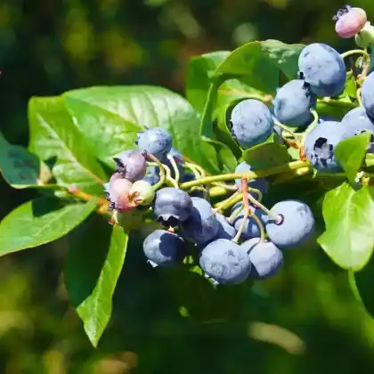 Heidelbeeren
