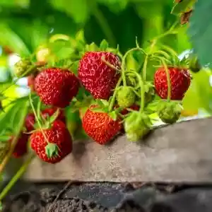 Erdbeeren