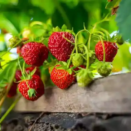 Erdbeeren