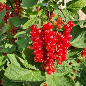 Johannisbeeren
