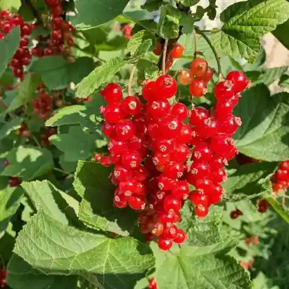 Johannisbeeren