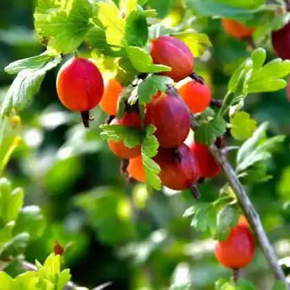 Stachelbeeren
