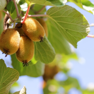 Kiwi-Pflanzen