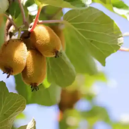 Kiwi-Pflanzen