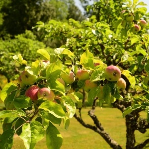Apfelsorten und -bäume
