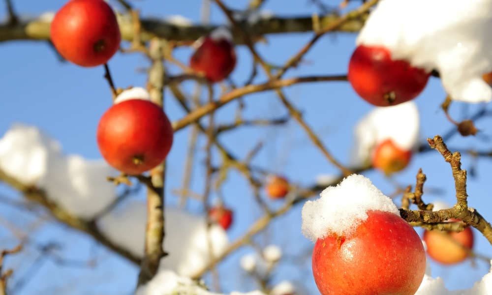 Äpfel im Winter Äpfel im Winter