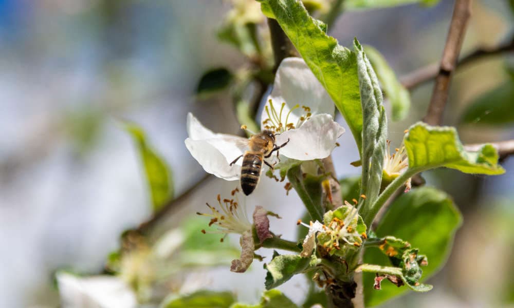 Honigbiene auf Apfelblüte Honigbiene auf Apfelblüte