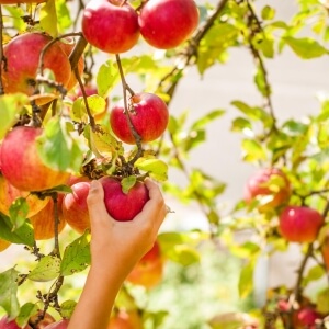 Sommeräpfel - die frühesten Apfelsorten im Jahr
