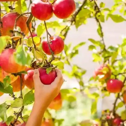 Sommeräpfel - die frühesten Apfelsorten im Jahr