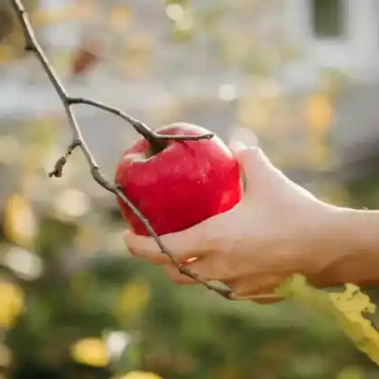 Herbstäpfel - die Apfelsorten im frühen Herbst